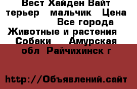 Вест Хайден Вайт терьер - мальчик › Цена ­ 35 000 - Все города Животные и растения » Собаки   . Амурская обл.,Райчихинск г.